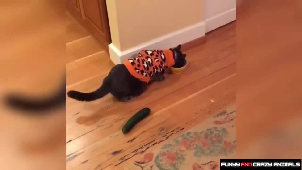 CATS AFRAID OF CUCUMBERS