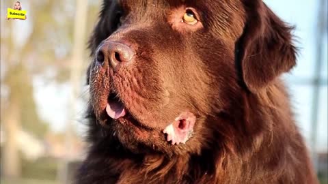 This Enormous Dog Was So Mad At His Mom- And His Reaction To Her Apology Was Beyond Words