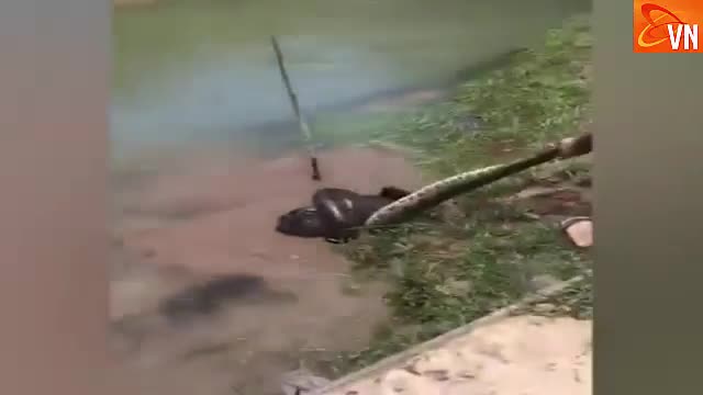 Man saves dog from Giant Anaconda