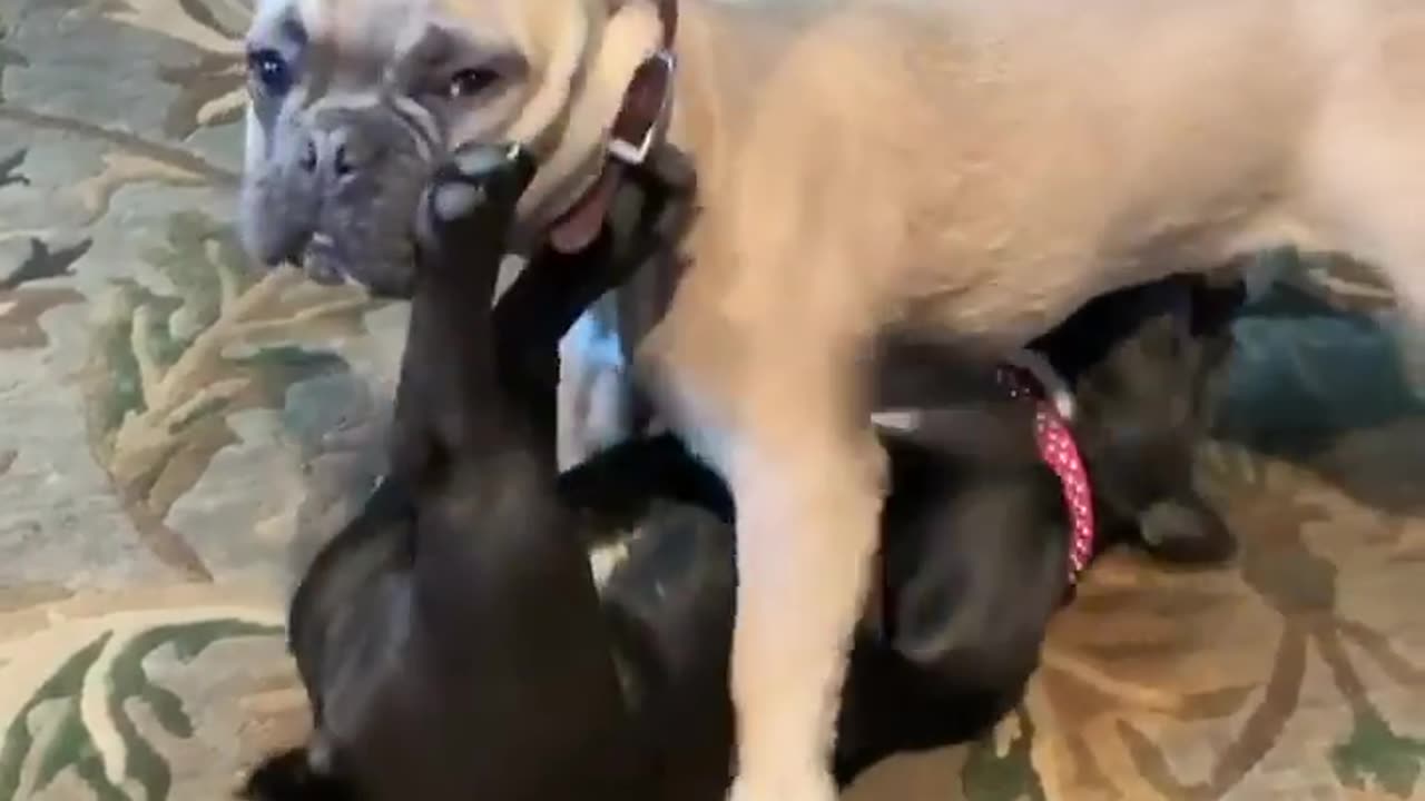 What is this dog doing😱😱‼️