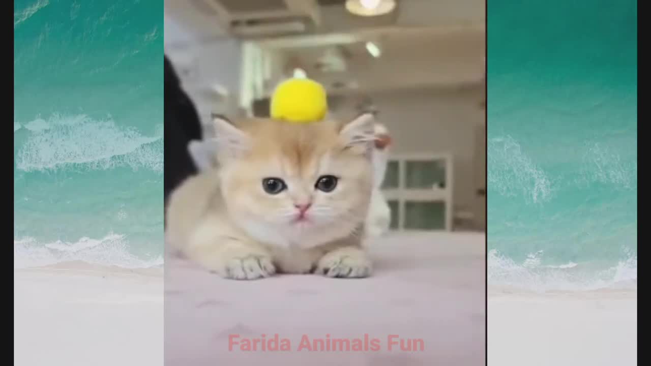 New Best Funny Cats Compilation Video 2022||Funny Cats Videos|
