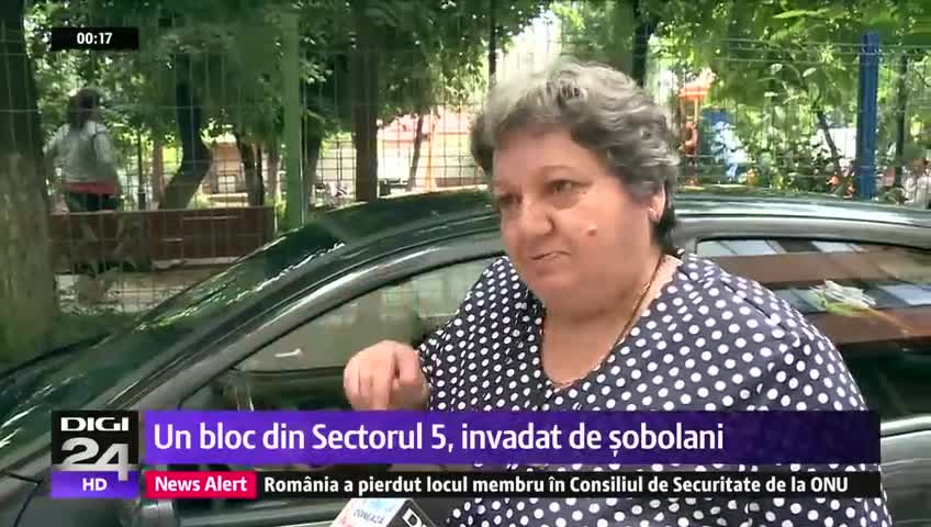 #shorts șobolani au plecat la plimbare