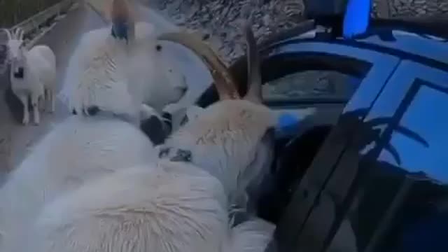 Curious goats in Norway