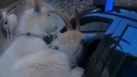 Curious goats in Norway