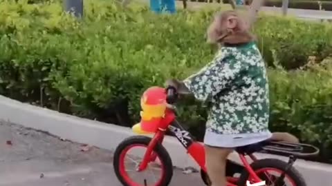 See how the monkey is riding a bicycle?