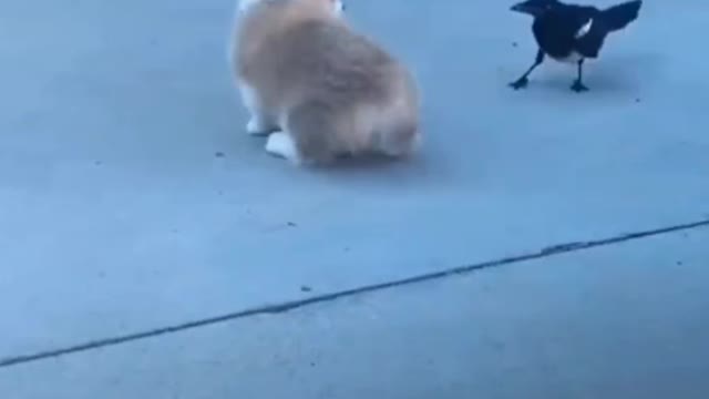 Little dog Vs small 🐦 watch this video till the end 🤣😂🤣