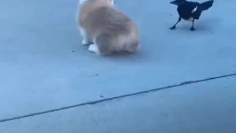 Little dog Vs small 🐦 watch this video till the end 🤣😂🤣