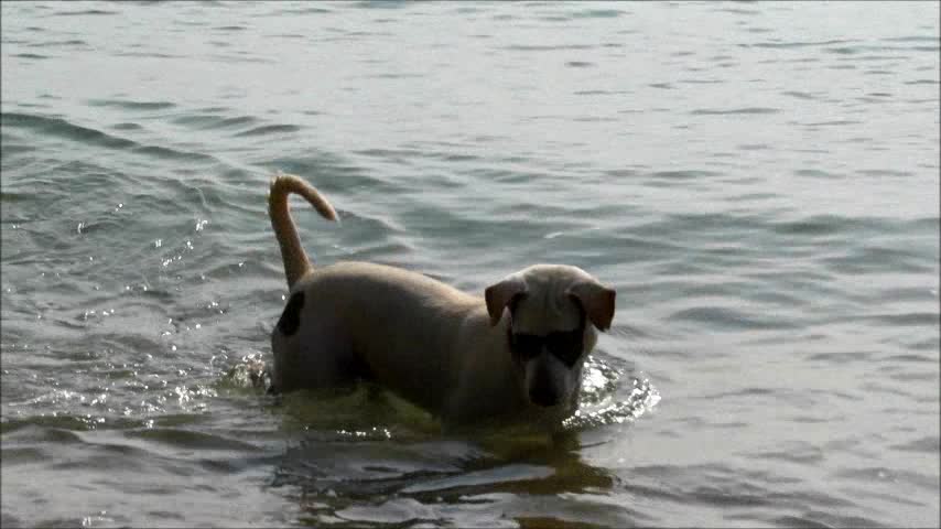 Party dog looks for tropical fishes