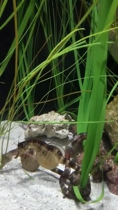 Beautiful Seahorses in Aquarium