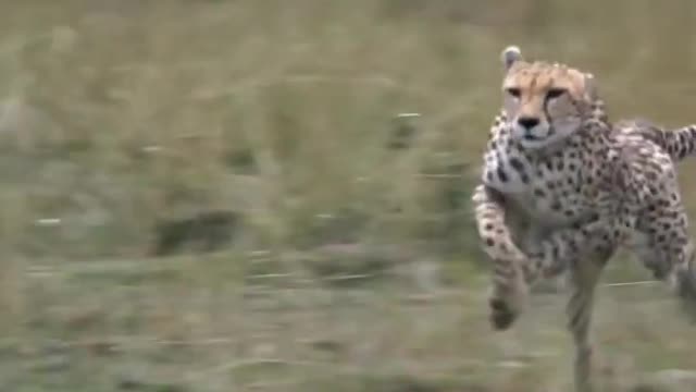 Cheetah hunting deer attitude