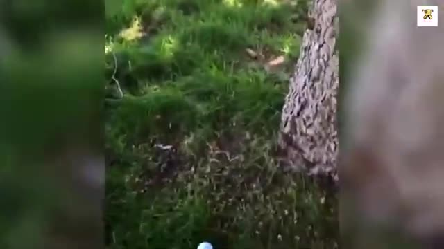 Funny Animals Compilation-2021