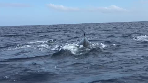 Humpback whale