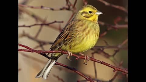 Yellowhammer Emberiza Citrinella