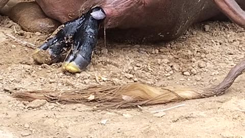 A buffalo gives birth to a calf !!