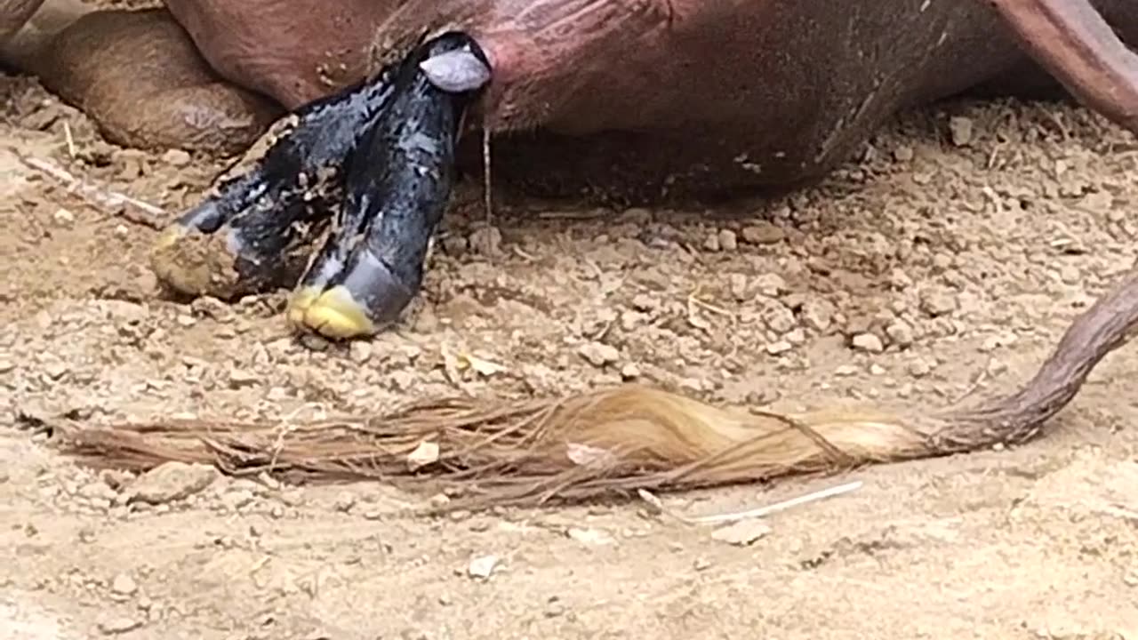 A buffalo gives birth to a calf !!