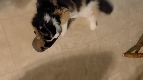 Cat vs shoe