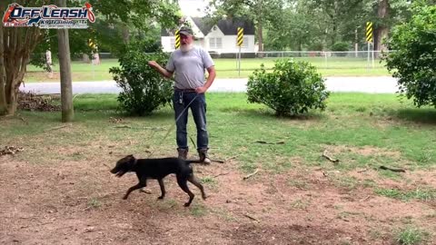 Kane 5 Month Old Mixed Breed Dog Training