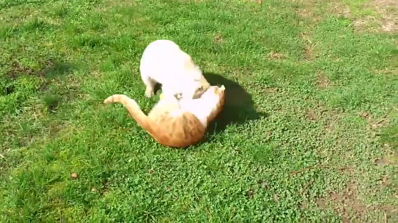 Cachorro y gatito participan en la batalla más épica de todos los tiempos