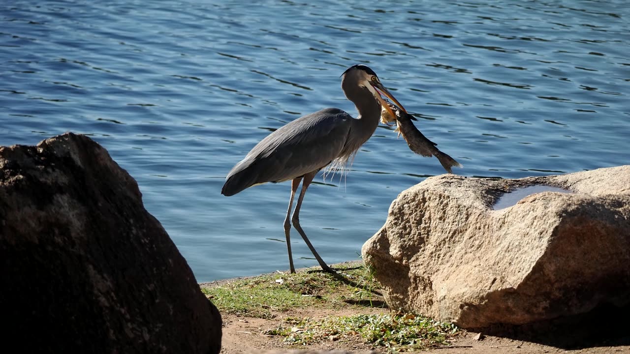 Great Blue Heron Struggles