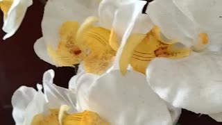 White Orchid Flower