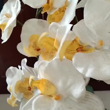 White Orchid Flower