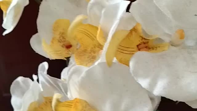 White Orchid Flower