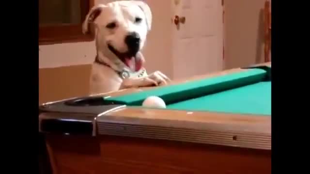 Funny Dog Amazing video