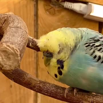 The bird of love touches his feathers in the foliage amid Twitter a group of birds