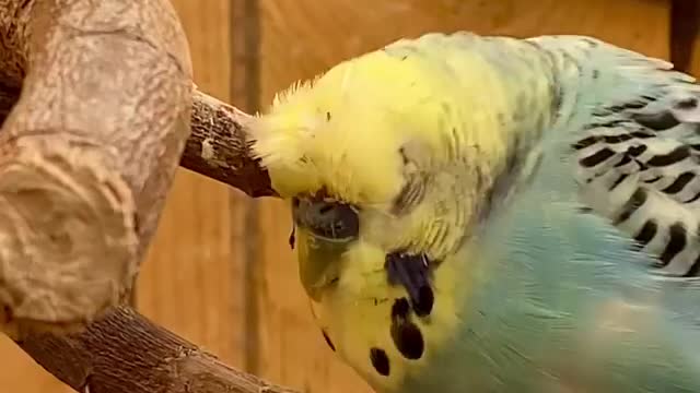 The bird of love touches his feathers in the foliage amid Twitter a group of birds