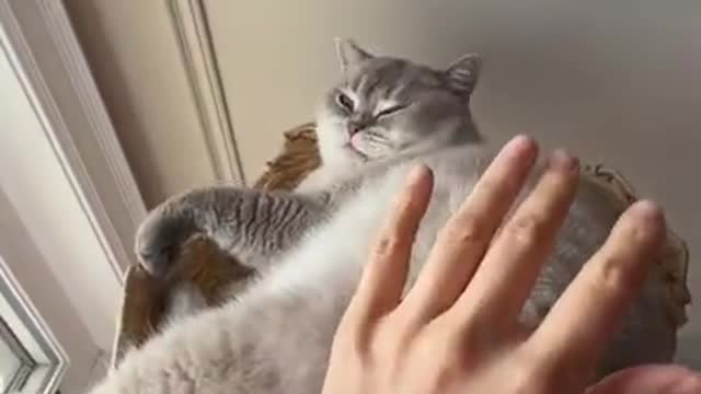 She don't like that animal cat funny video