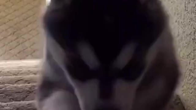 Funny Animals fails😹