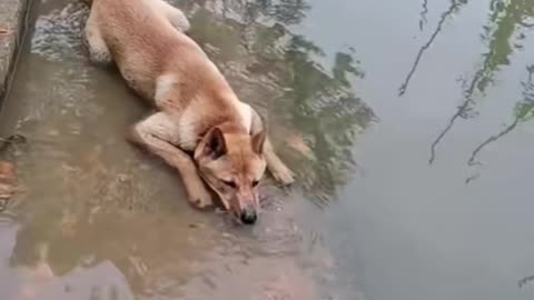Dog diver