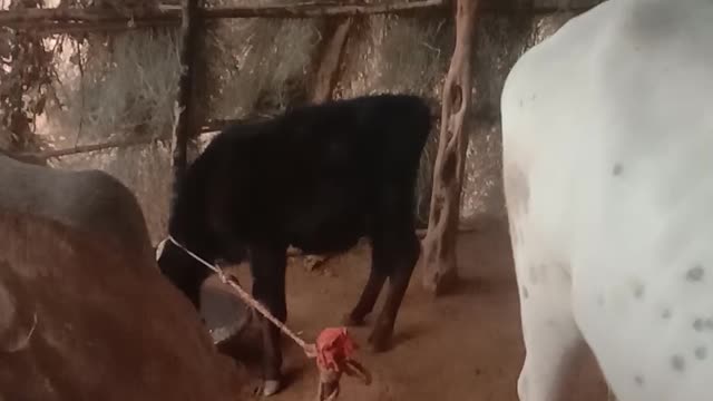 Cow and calf graze. White and black calf.
