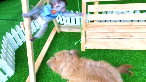 Baby Monkey Bip Bip eats watermelon and plays with a cute puppy