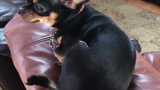 Cute chihuahua with rattlesnake tail