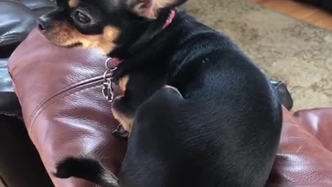 Cute chihuahua with rattlesnake tail