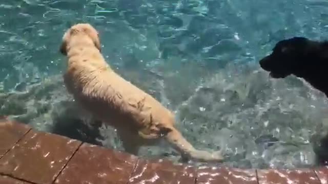 Black and tan dogs in pool walking around and jumoing