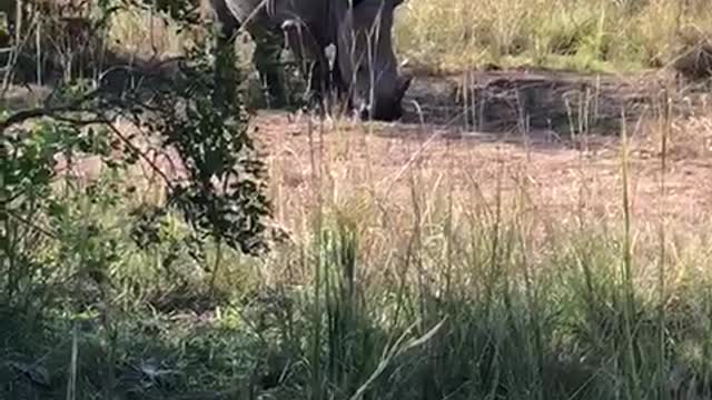 Rhino in a national park