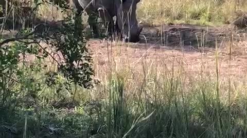 Rhino in a national park