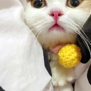 Hello, how are you ??