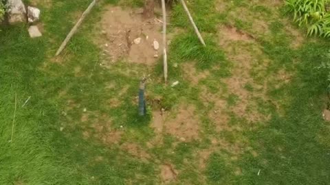 small animal foraging