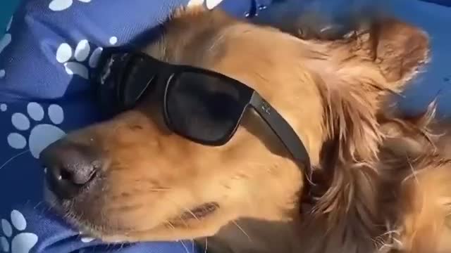 Swimmer smart dog& puppy funny videos