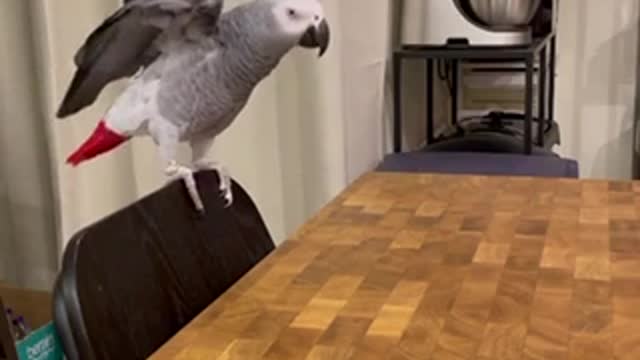 funny parrot