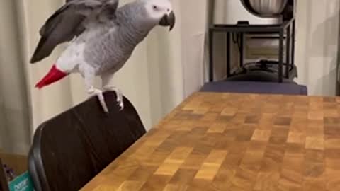 funny parrot