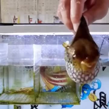 🐡 Blowing Fish...