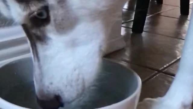 Doggo takes a drink