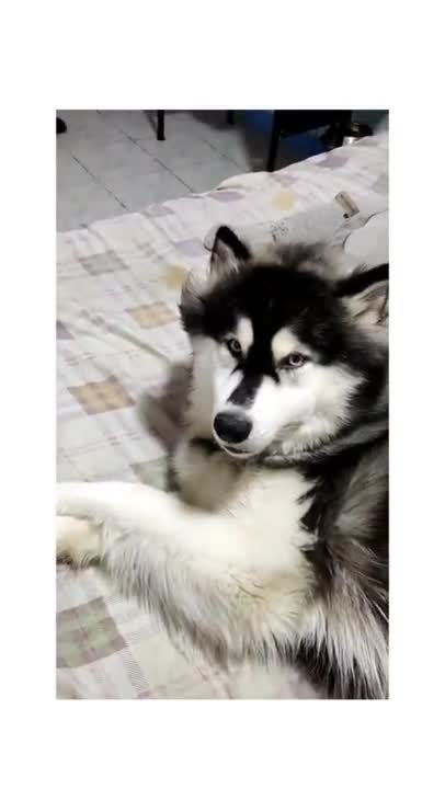 CUTE DOGS 🐕 Smart Dogs 🐕 #Shorts