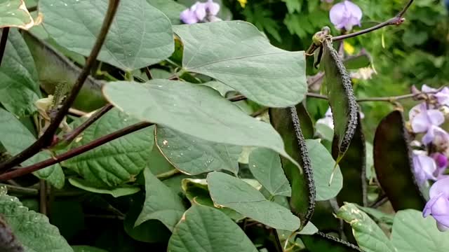 Harvesting from a Allotment Garden in Toronto Ontario #3