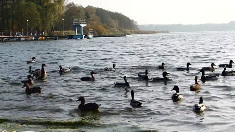 Hermosos patos