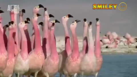 Funny Animals With Animals - Laughing Video